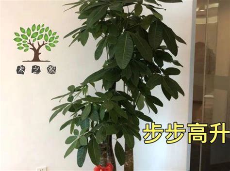 步步高升植物|象征步步高升的植物（生命之舞）